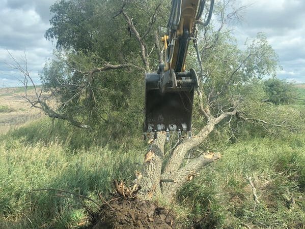 Tree removal and land clearing